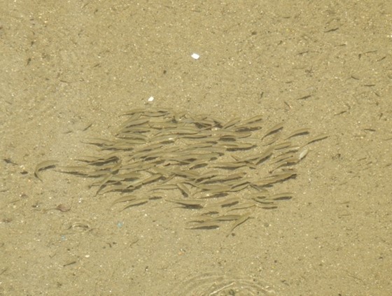 P7190004　群れている魚群